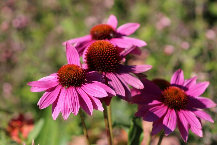 Die Echinacea hilft bei Erkältung mit erstaunlichen Ergebnissen