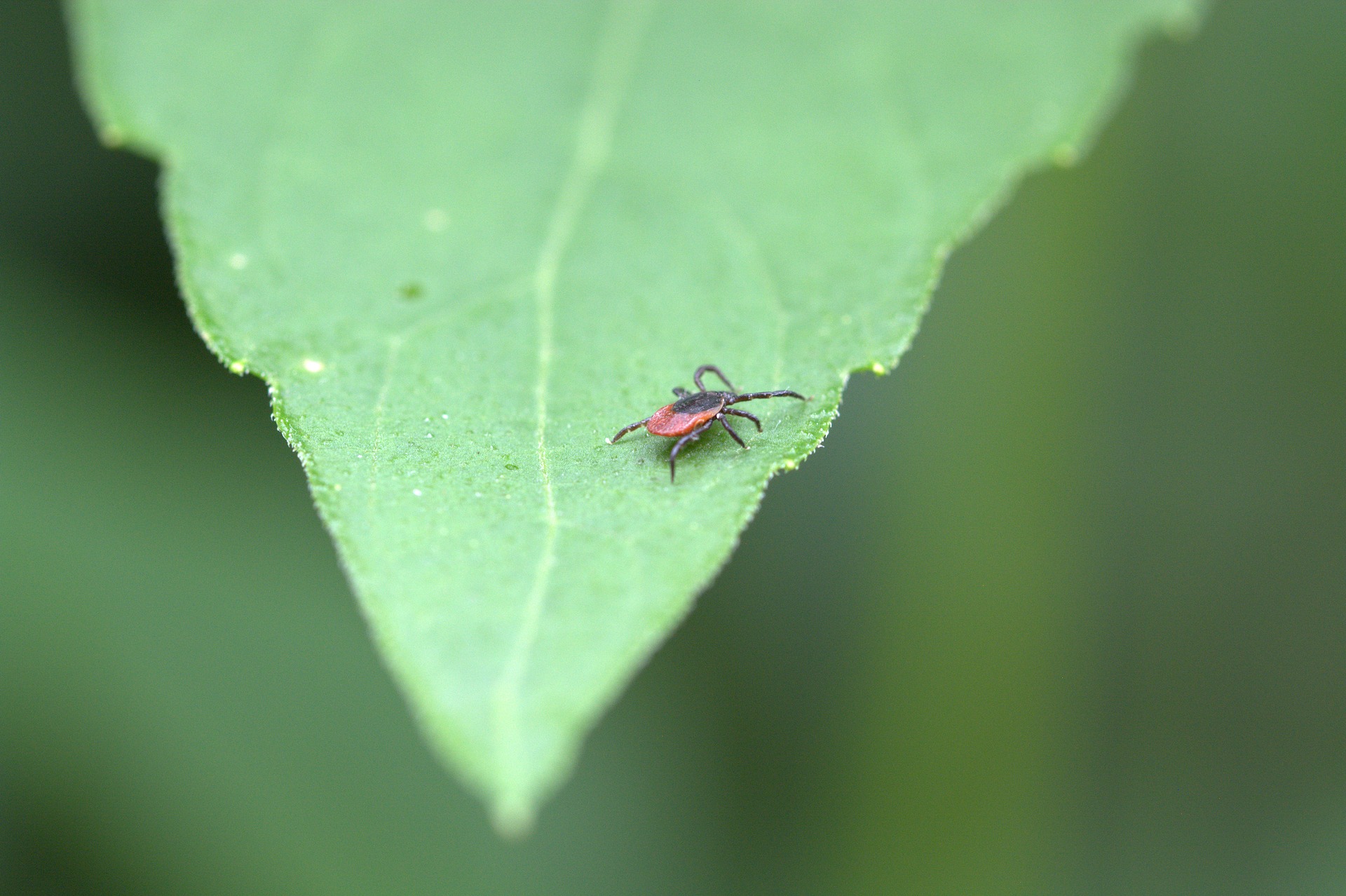 Die Saison der Zecken beginnt, FSME kann man impfen, Borreliose nicht